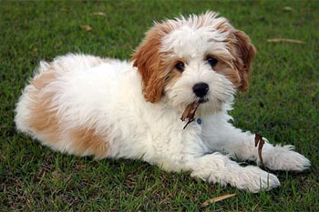 cavoodle