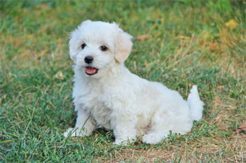 maltipoo